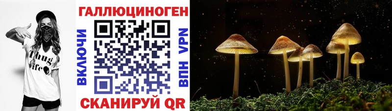 Псилоцибиновые грибы Psilocybine cubensis Бикин